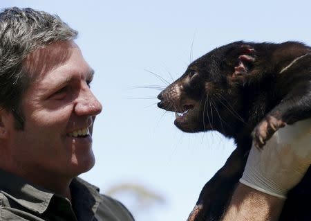 Devil Ark operations manager Mike Drinkwater inspects Irene, a Tasmanian Devil, as she is prepared as part of a shipment of healthy and genetically diverse devils to the island state of Tasmania, at the Devil Ark sanctuary in Barrington Tops on Australia's mainland, November 17, 2015. REUTERS/Jason Reed