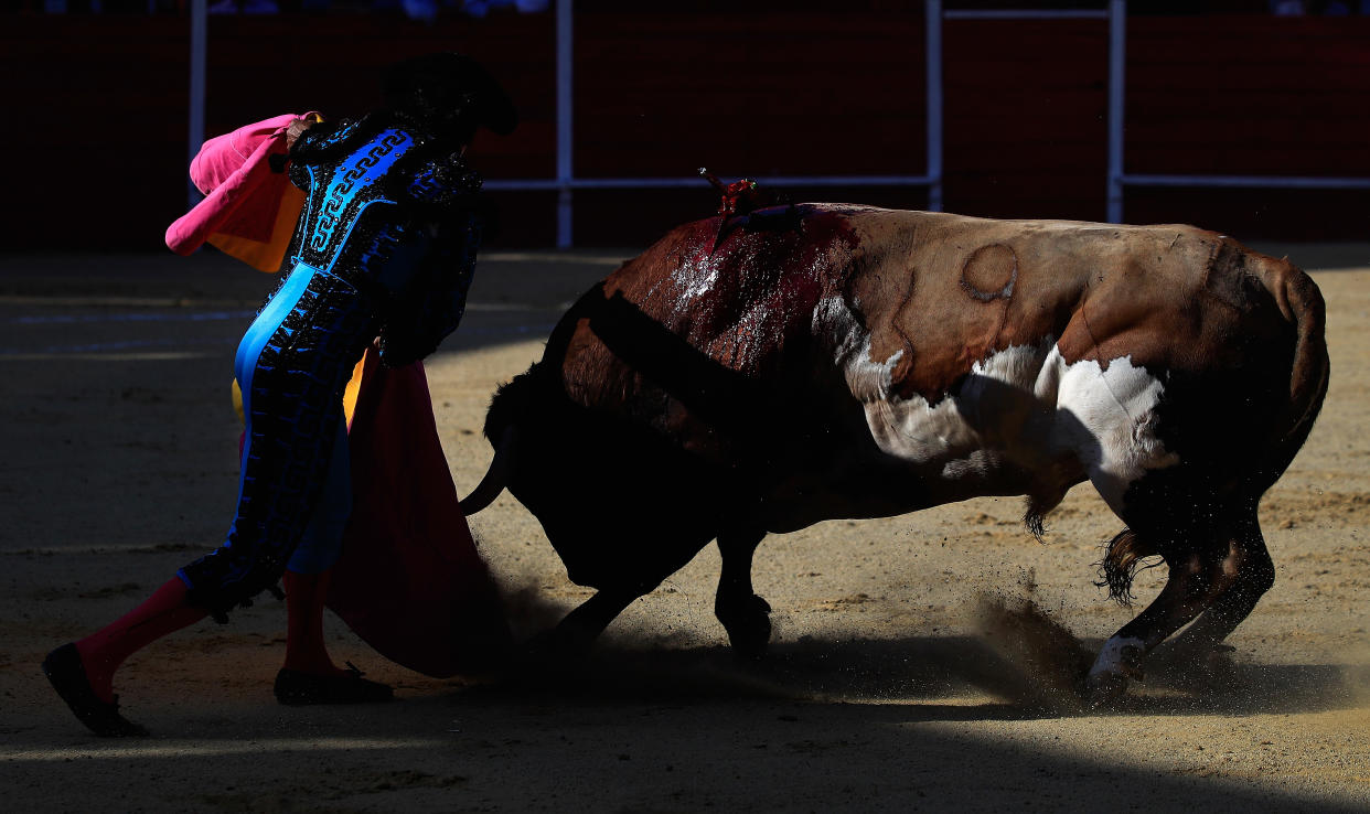 TIJUANA, MEXICO - AUGUST 19:  A Banderillero draws a bull out in an effort to confuse and tire the bull during the second stage (tercio de banderillas) of a bullfight at Caliente Plaza de Toros on August 19, 2018 in Tijuana, Mexico. Banned in the Mexican States of Coahuila, Sonora, and Guerrero, Spanish bullfighting has come under legal pressure to cease in the state of Baja California. (Photo by Sean M. Haffey/Getty Images)