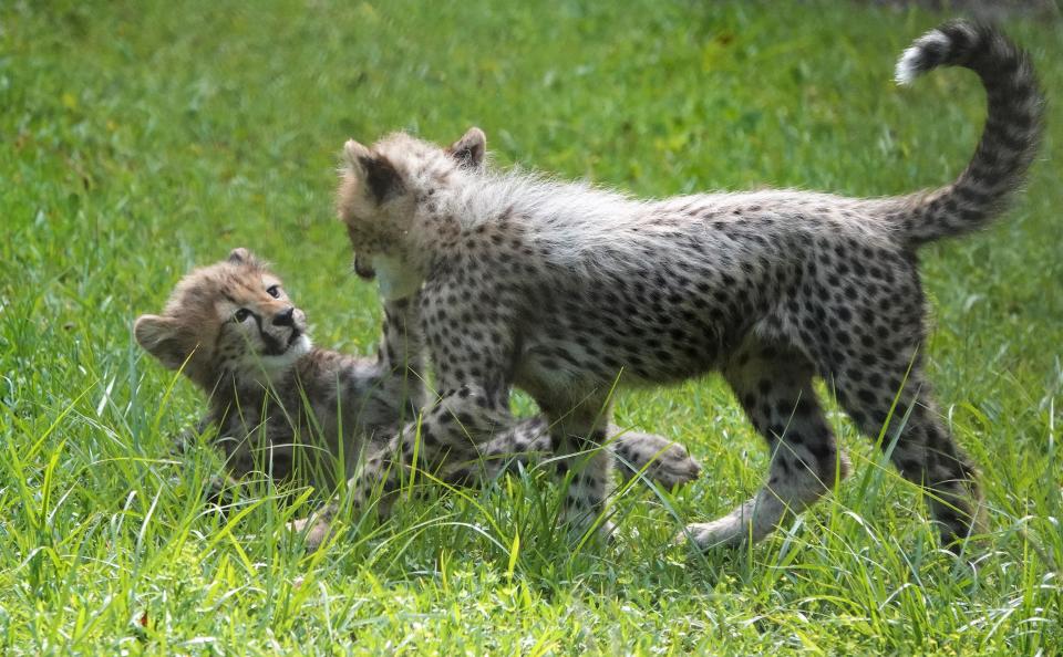 At 2 months old, cheetah siblings Azula and Zuko spend a lot of time playing under the watchful eyes of their mom, Ruffles, at White Oak Conservation.