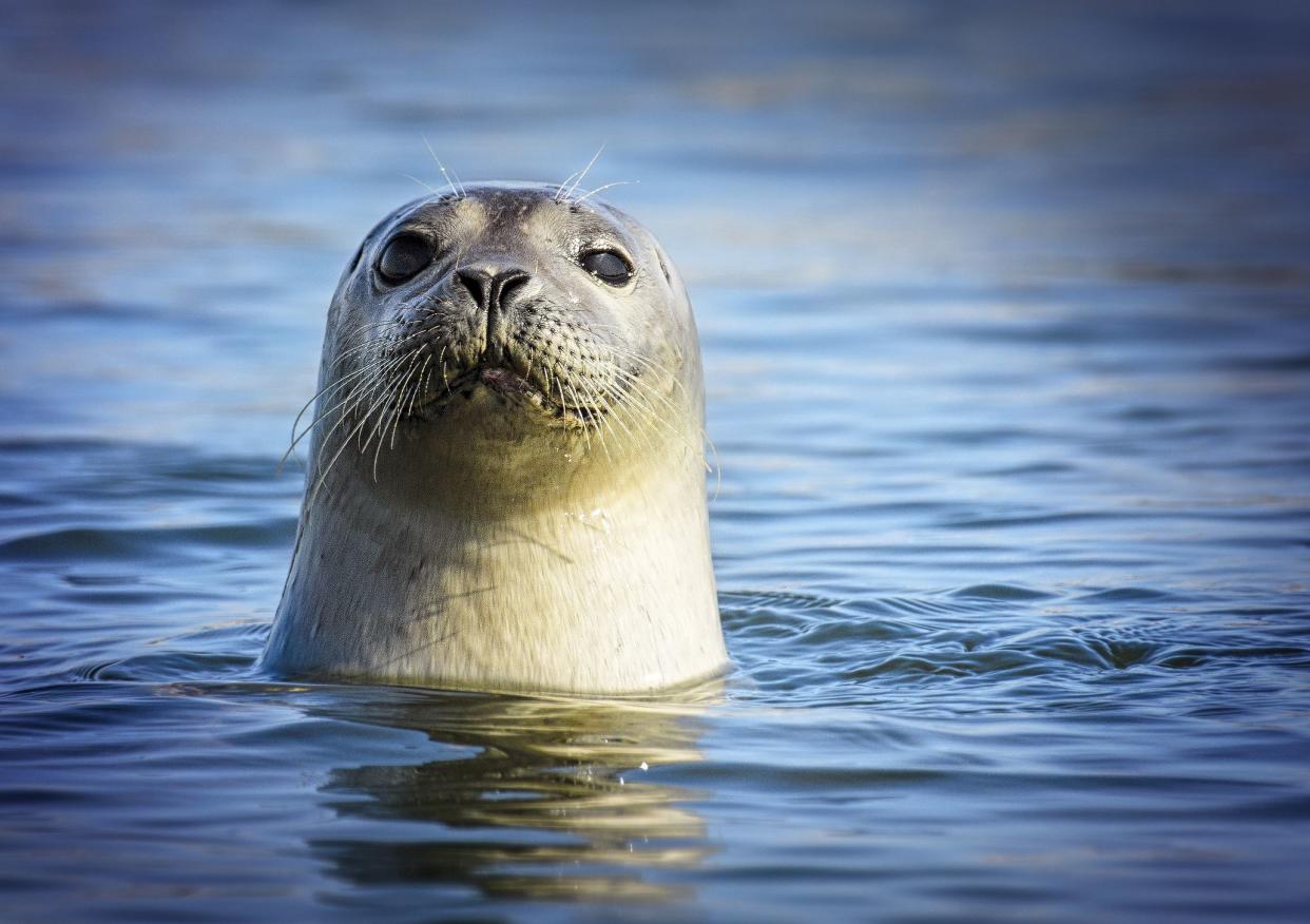 Harbor Seal