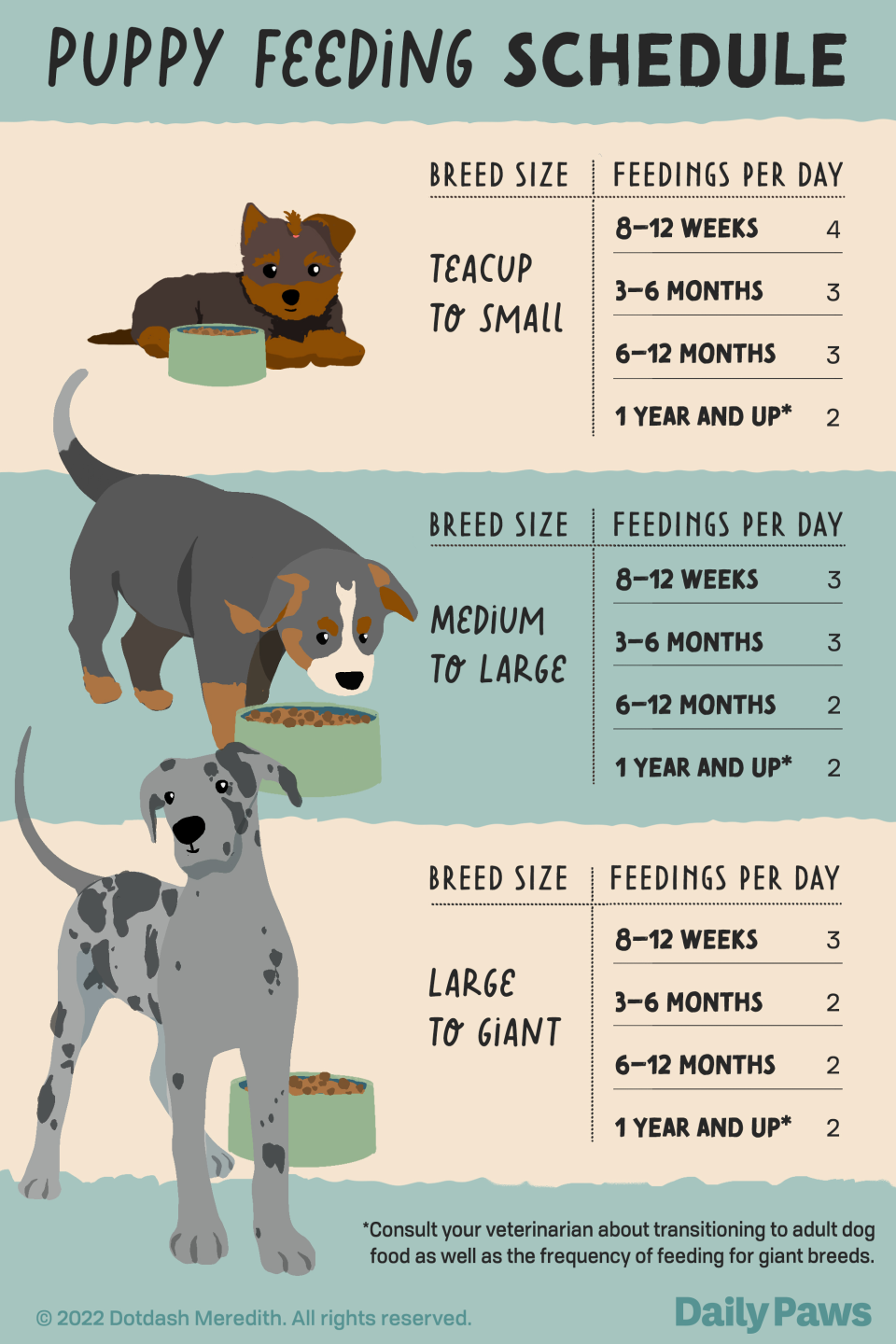 puppy feeding schedule infographic