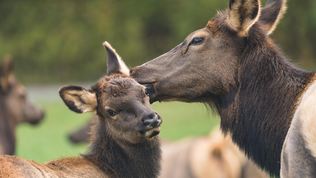  Elk calf and mother 