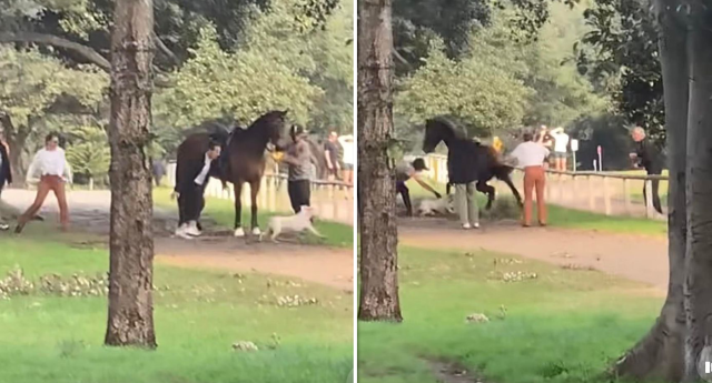 DOG HORSE ATTACKS SPIDER 