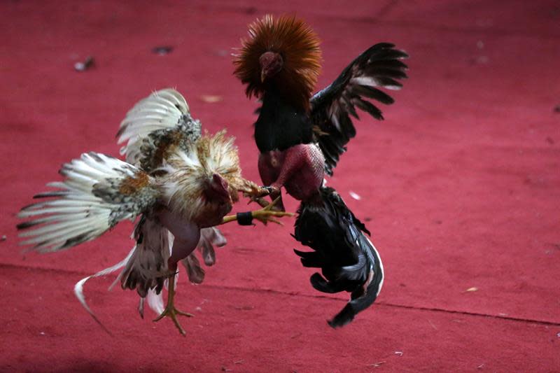 Una de las prácticas más cuestionadas son las peleas de gallos que suelen hacerse en muchos países de América Latina. En la imagen una pelea de gallos en Puerto Rico. (Foto: EFE/Archivo)