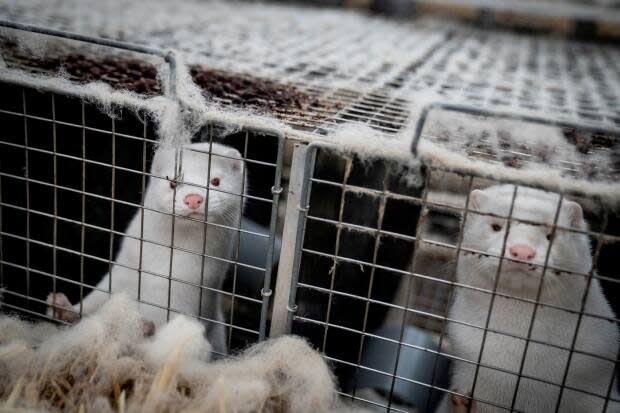 One animal has tested positive for COVID-19 at a Fraser Valley mink farm. Two others are suspected to also be infected. (Mads Claus Rasmussen/Ritzau Scanpix/Reuters - image credit)