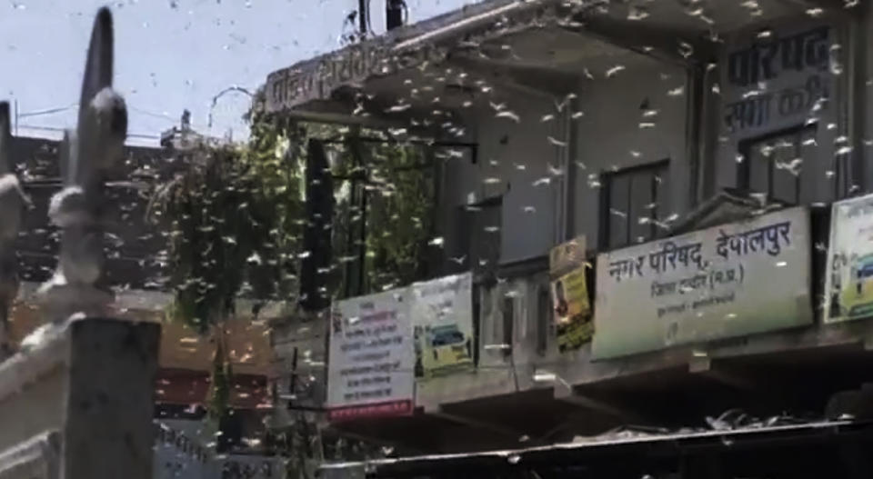 Langostas fotografiadas en Indore, India, el 27 de mayo del 2020. Una invasión de langostas se suma a las penurias causadas por el coronavirus y una ola de calor en la India. (KK Production via AP)