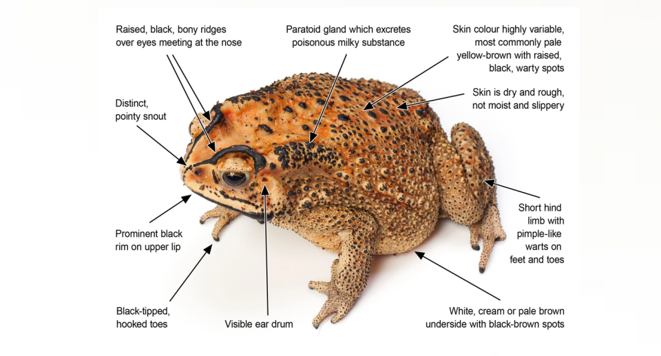 A chart showing a toad on a white background and some of its key characteristics