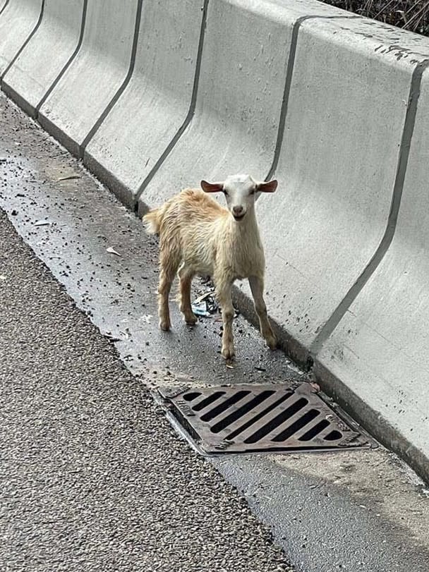 A frightened little lamb lingers on the side of the road.
