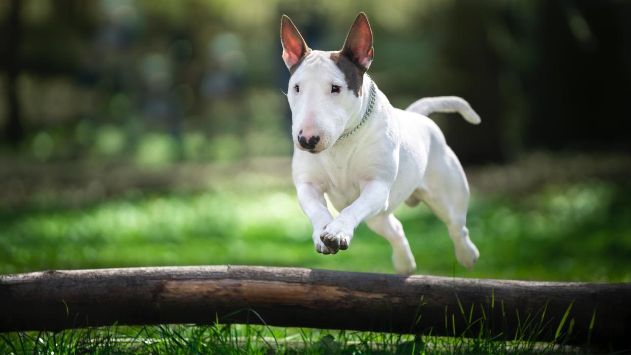  A bull terrier dog jumps over a wooden obstacle lying on the grass. 