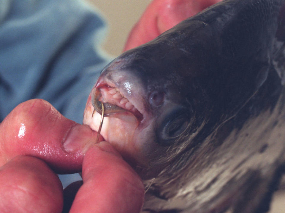 Closeup of a pacu fish