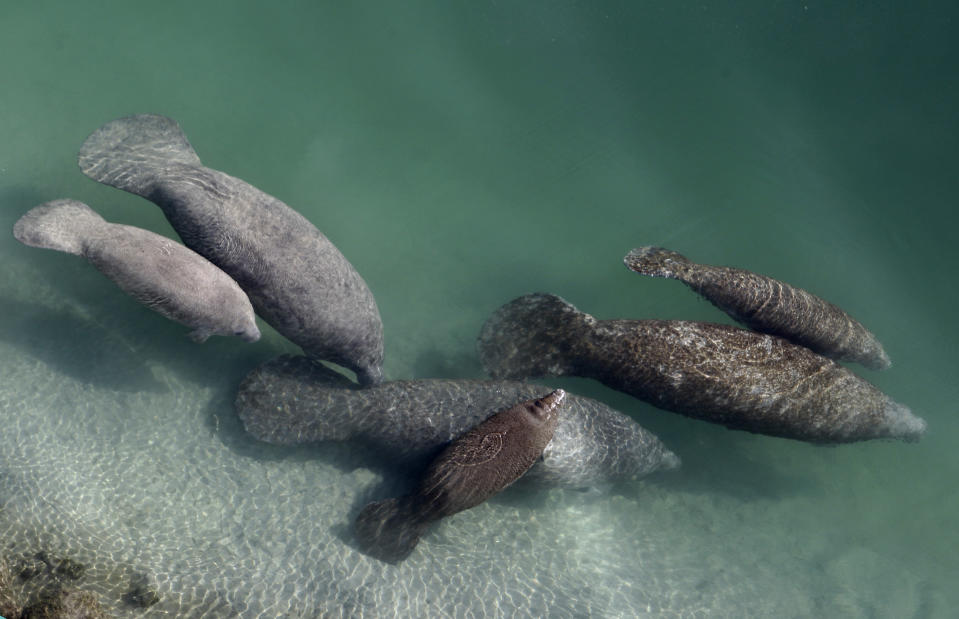 FILE - In this Dec. 28, 2010, file photo, a group of manatees are in a canal where discharge from a nearby Florida Power & Light plant warms the water in Fort Lauderdale, Fla. Normally giving food to wild animals is considered off limits, but the dire situation in Florida with more than 1,000 manatees dying from starvation due to manmade pollution is leading officials to consider an unprecedented feeding plan. (AP Photo/Lynne Sladky, File)