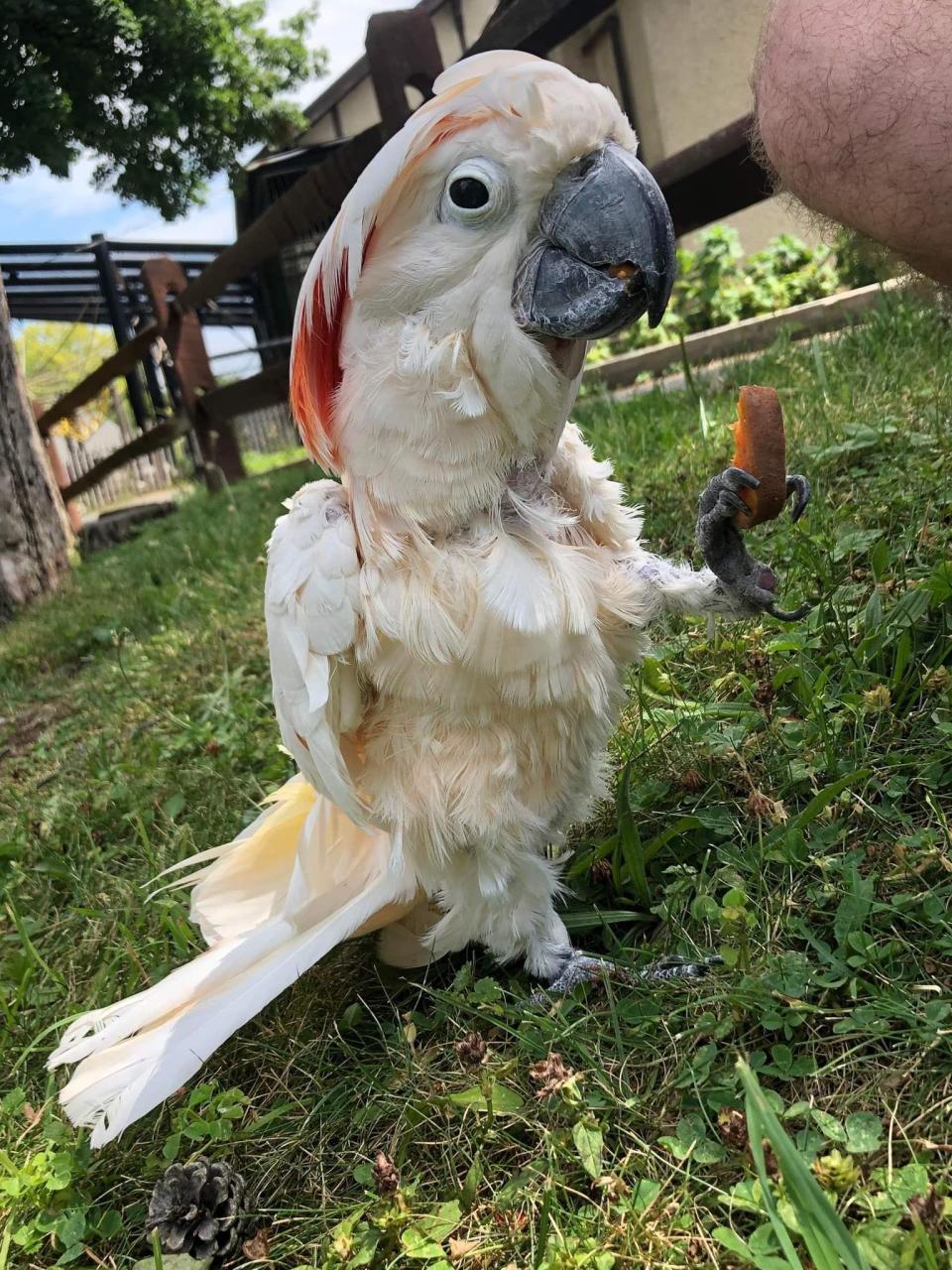 Polly, a Moluccan cockatoo who lived at the Utica Zoo for 53 years, died in early January. He was estimated to be 70 to 80 years old, making him the zoo's oldest and longest-term resident.