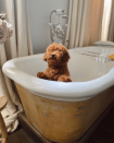 <p>What a grand bath for a small pup! </p>