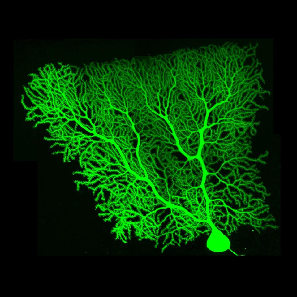 Tree of knowledge: A Purkinje cell located in the cerebellar cortex