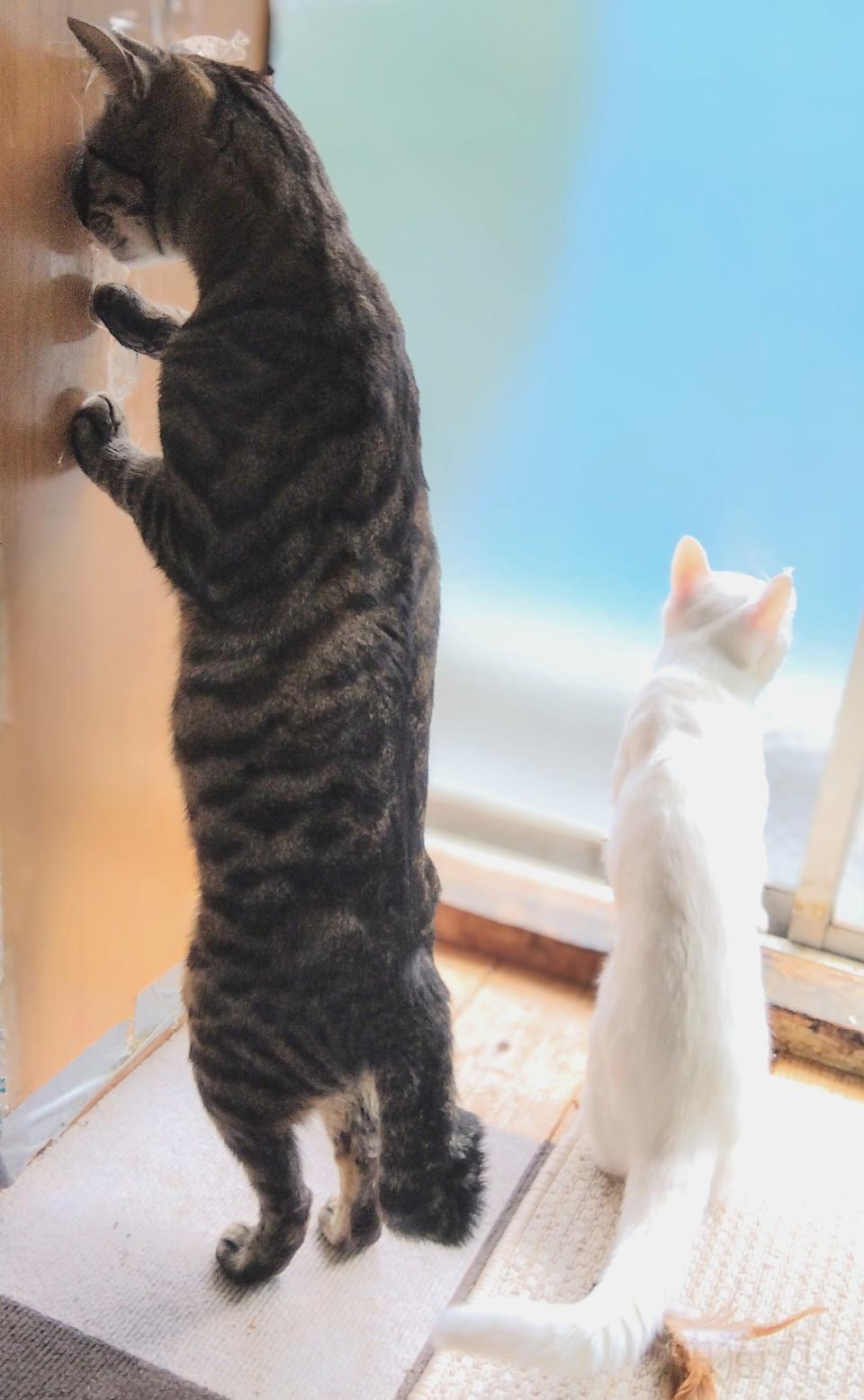 A white cat looks out while a tabby cat climbs a wall