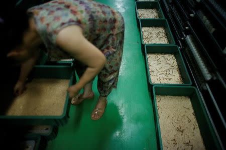 A woman works at a edible insects farm in Hwaseong, South Korea, August 10, 2016. REUTERS/Kim Hong-Ji