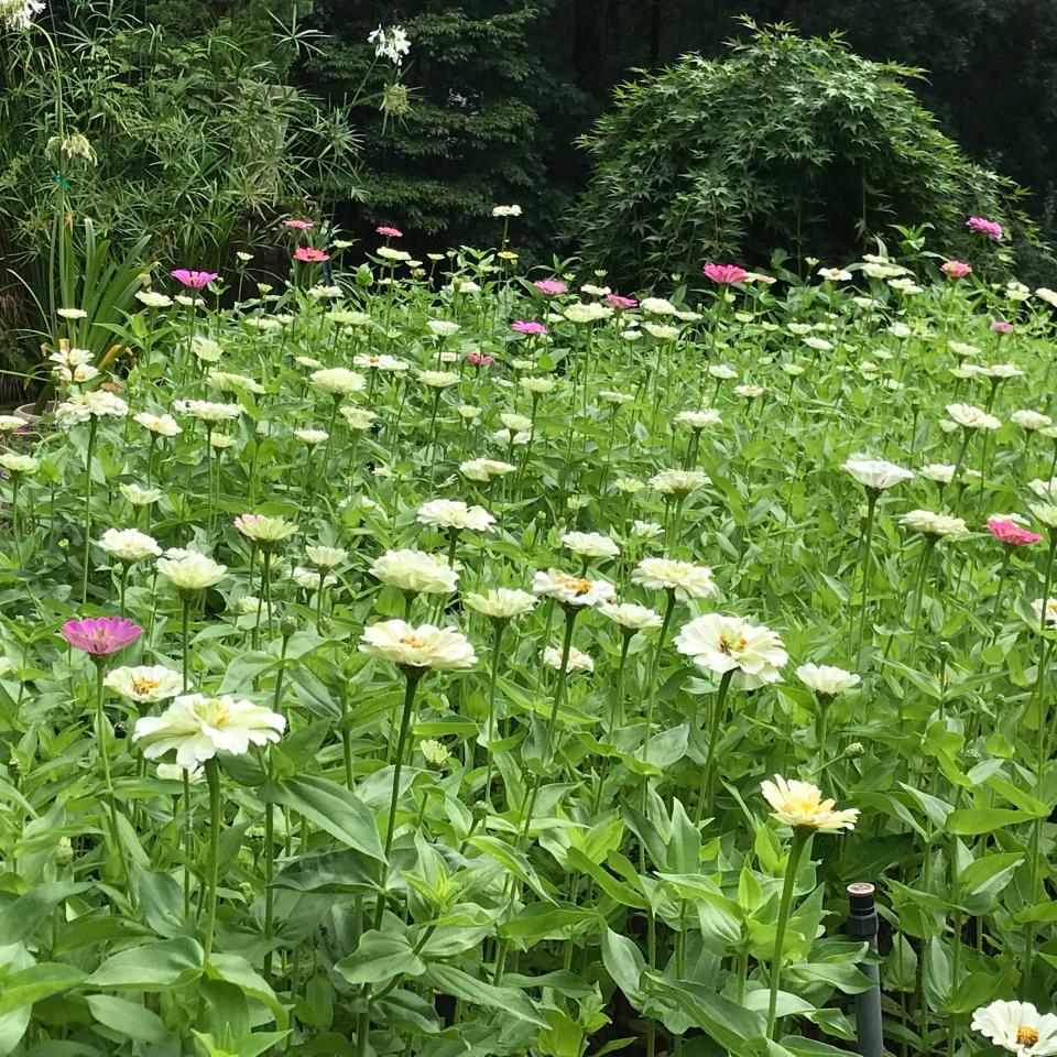 A field of zinnias makes a charming display.