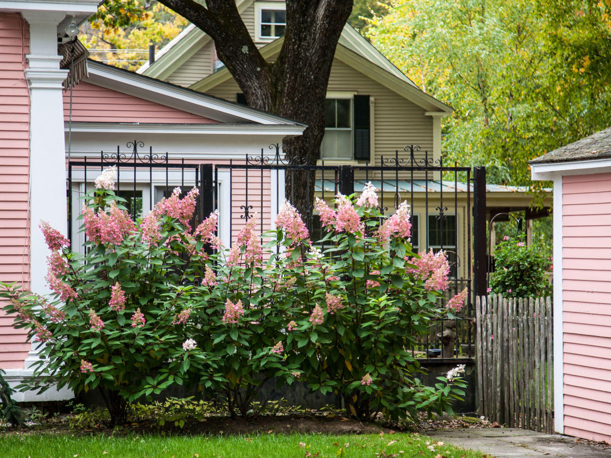  Vanilla Strawberry Hydrangea in front yard in Woodstock Vermont  