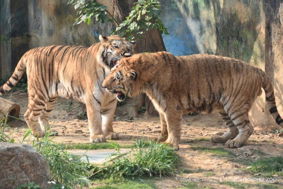 新竹動物園老虎兄弟，來福病痛纏身執行安樂死。（圖：園方提供）