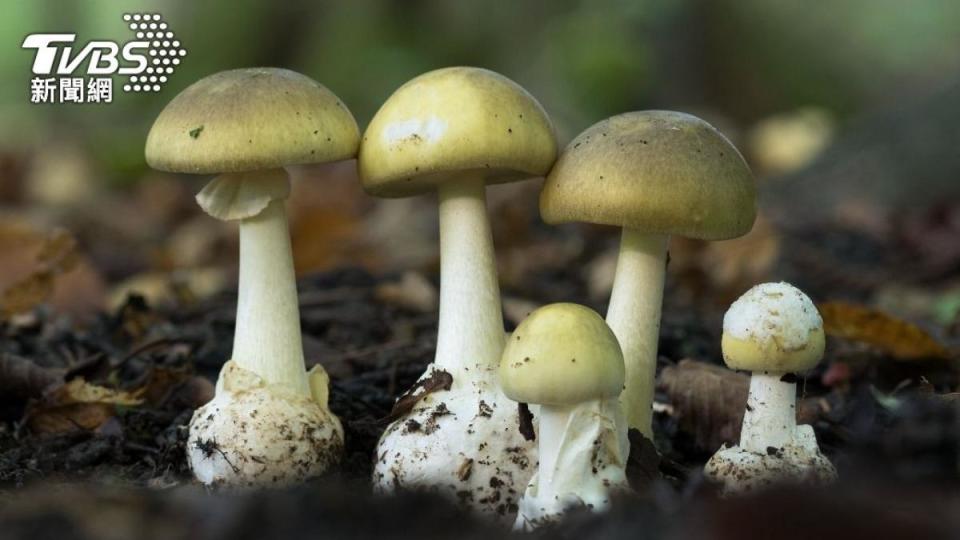 死帽菇長的與一般可食用的蘑菇極其相似，經常害民眾誤食中毒身亡（示意圖／達志影像Shutterstock）
