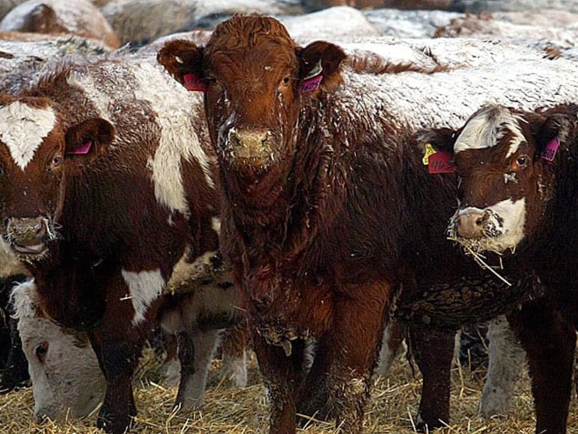 Two decades after mad cow disease devastated this country's cattle industry, Japan is reopening its doors to imports of Canadian beef. (The Canadian Press - image credit)