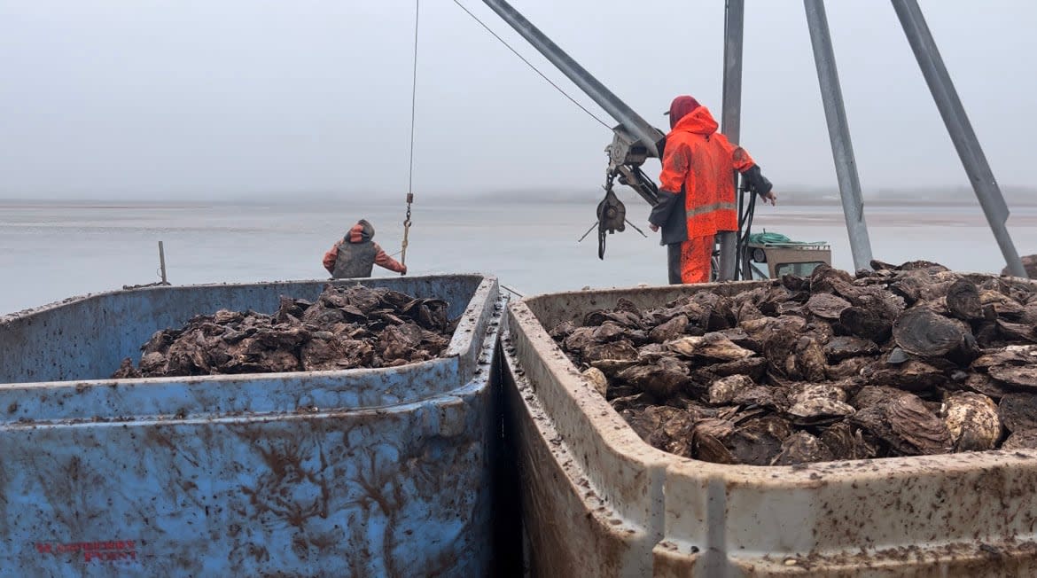 After extensive damage to the oyster fishery from post-tropical storm Fiona in September 2022, some growers are still waiting on a payout for their compensation claims.  (Brittany Spencer/CBC - image credit)