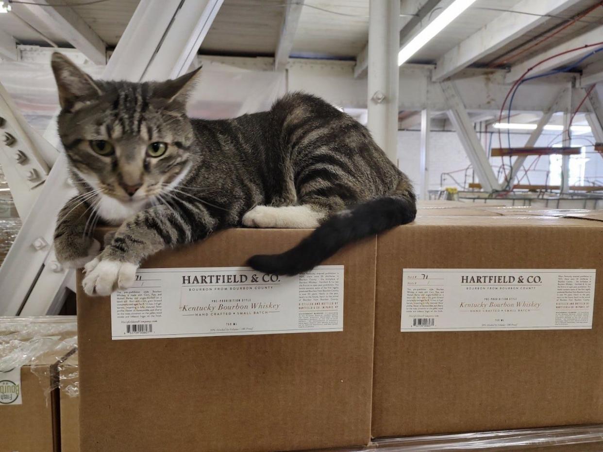 Waylon Jennings the cat lives at Hartfield and Co. Distillery in Paris, Kentucky.