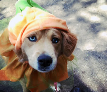 Pumpkin Pup