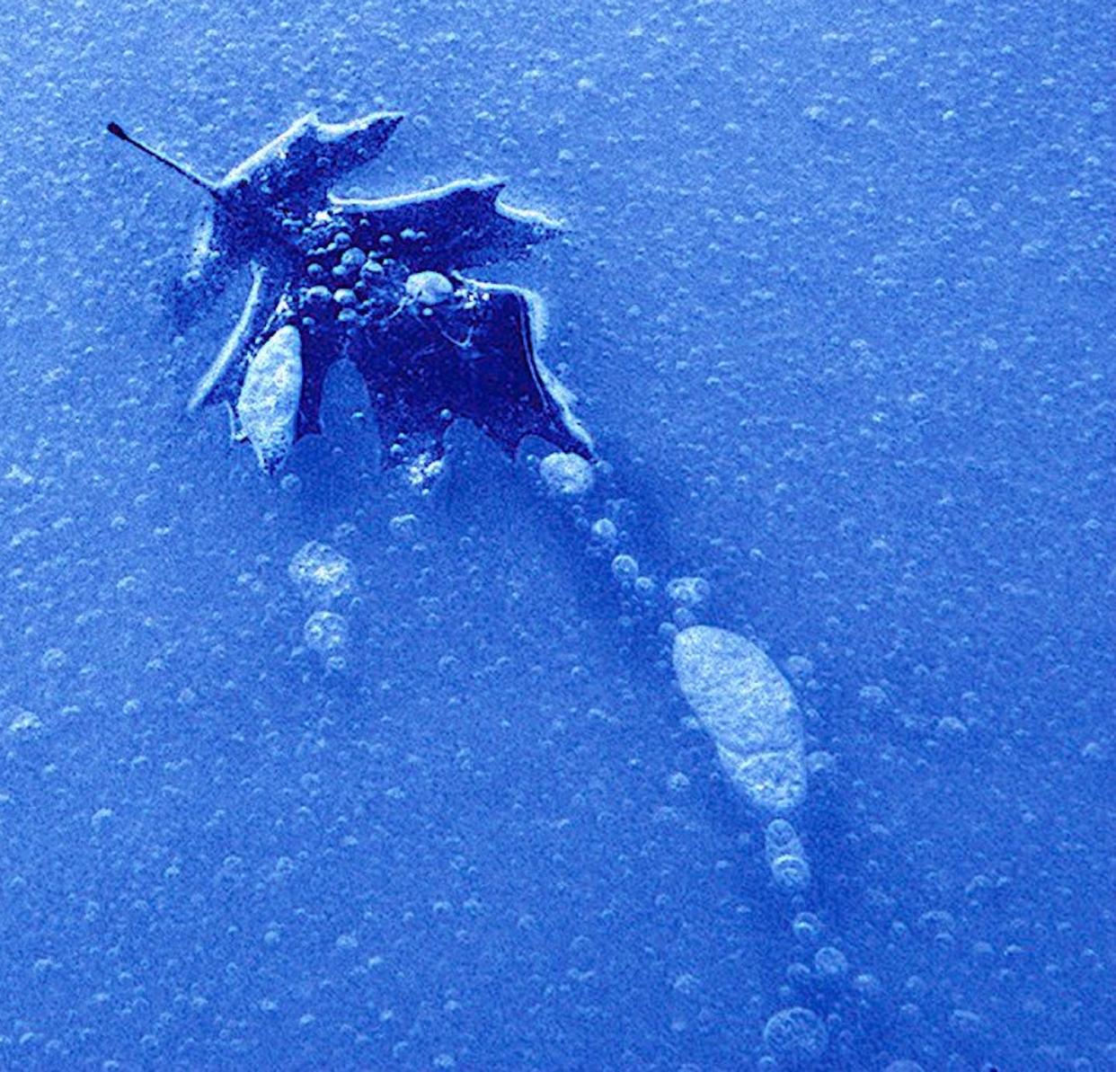 Walden Pond was Thoreau's sometimes chilly muse. <a href="https://www.gettyimages.com/detail/news-photo/leaf-in-ice-at-walden-pond-news-photo/120004362?adppopup=true" rel="nofollow noopener" target="_blank" data-ylk="slk:Lane Turner for The Boston Globe/via Getty Images;elm:context_link;itc:0;sec:content-canvas" class="link ">Lane Turner for The Boston Globe/via Getty Images</a>