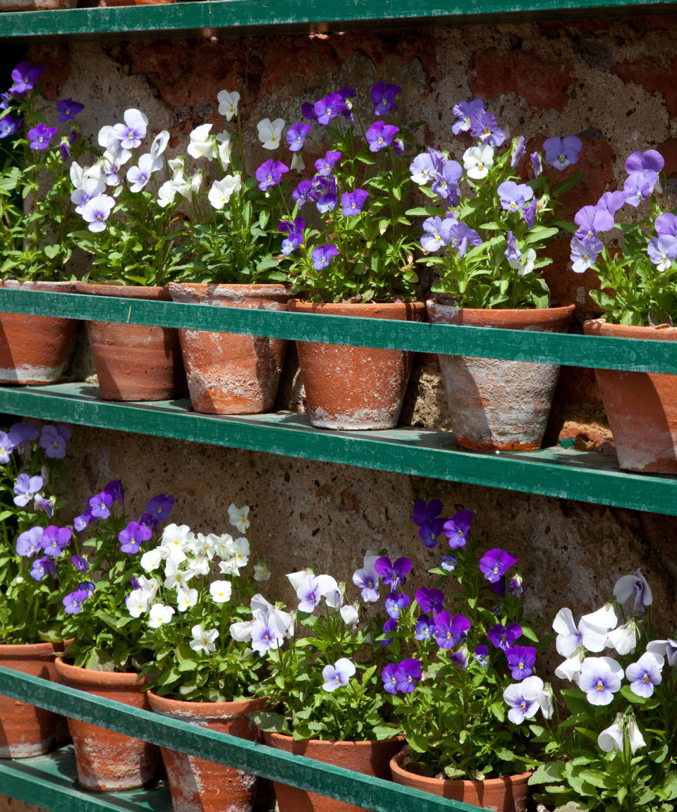 purple violas growing in a terracotta pots