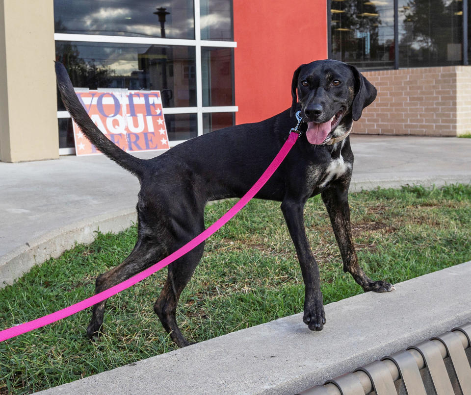 Seis Mas, a dog that was just released by an animal shelter to his new foster, hangs out at the Carver Branch Library and voting precinct on the eve of the US midterm elections on Nov. 7, 2022, in Austin.