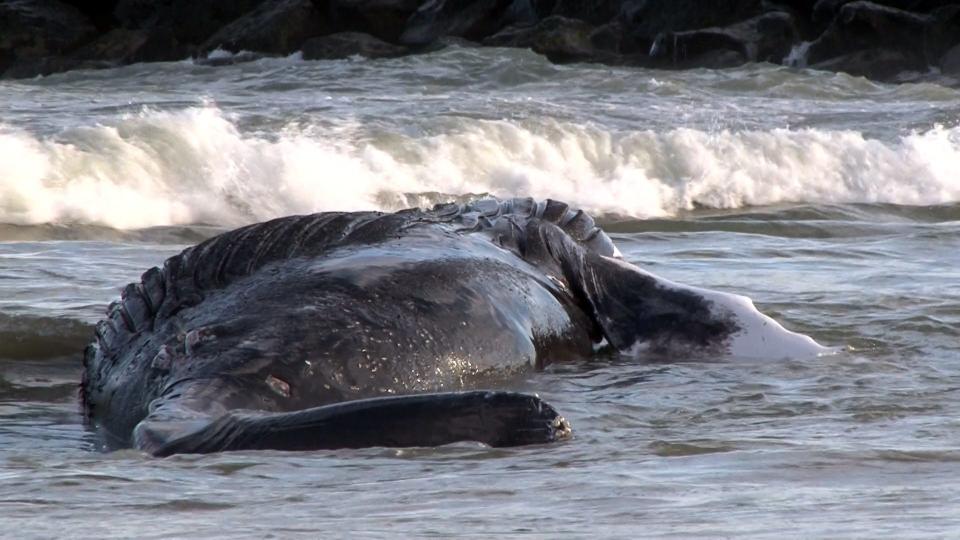 A whale washes ashore in Manasquan on Monday, Feb. 13, 2023.