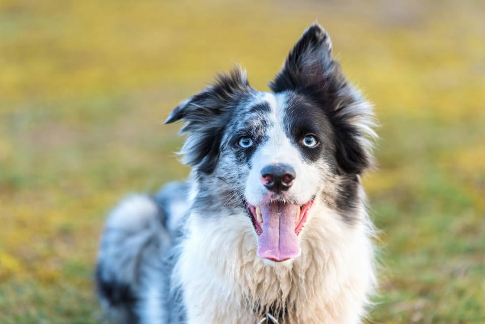 Platz 10: Border Collie