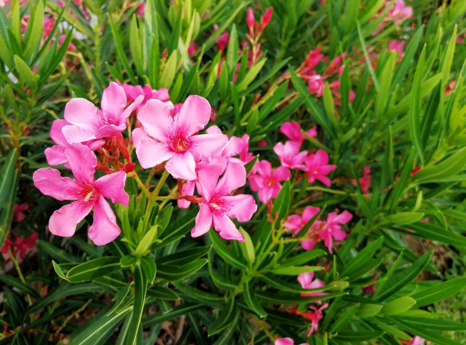 Oleander