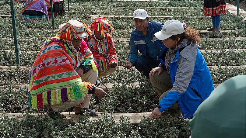 unites tens of thousands of people in local and indigenous communities to protect and restore the native forests and ecosystems.