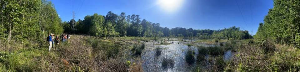 A panoramic view of the beaver pond along Ellerbee Creek in Durham that is home a thriving population of great blue herons and egrets.