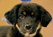 Althea, a 9-week-old Australian shepherd/Catahoula mix, loves to play and snuggle. (Photo by Keith Barraclough/DCL)