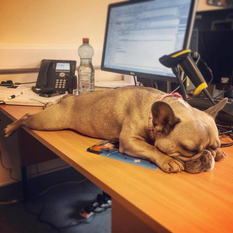 Dogs join their owners at work today (Karina Grimwade / SWNS.com)