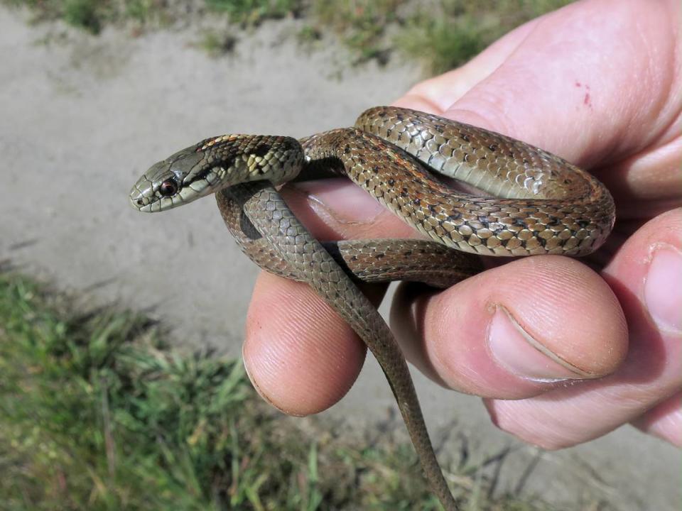 The Northwestern garter snake is the most frequently encountered garter snake.