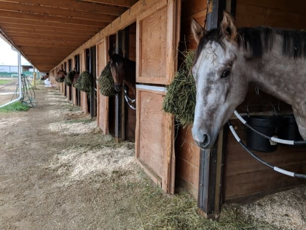 Thoroughbred horses that were supposed to race at Marquis Downs will now have to be shipped out of province to compete.