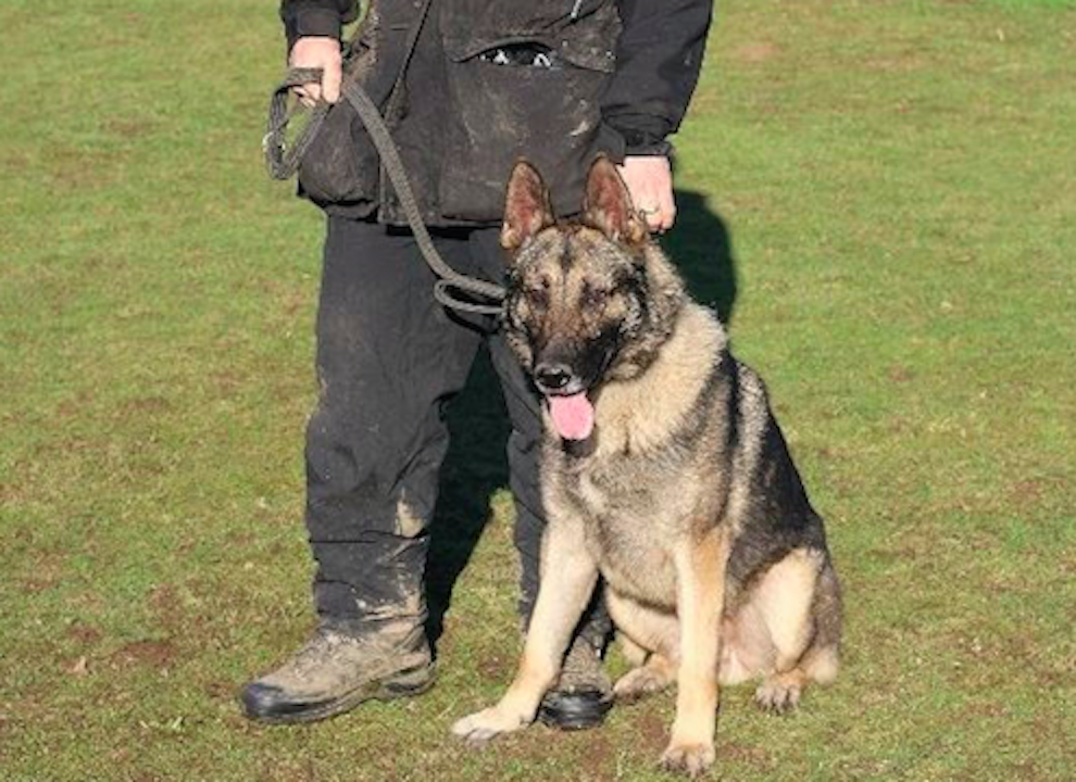 Police dog Audi is recovering after being stabbed in the head (Picture: PA)