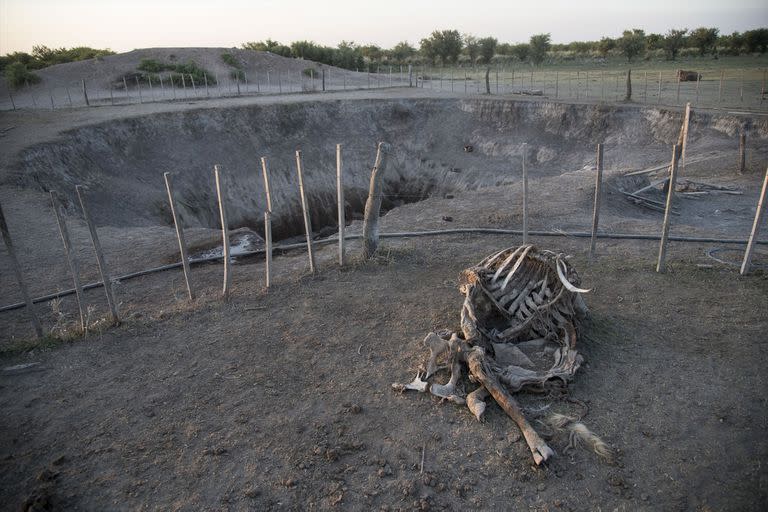 La sequia azota la zona norte de Santa Fé de forma desesperante. 
Gustavo GIailevra , productor agropecuario de la localidad de Pozo Borrado, cerca de Tostado, perdiÑ mas de 200 animales debido a la falta de agua en las aguadas de su campo.