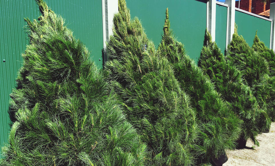 A New Zealand has forced two teenagers to move their Christmas tree stall from an intersection because they didn’t have a licence. Source: File/Getty