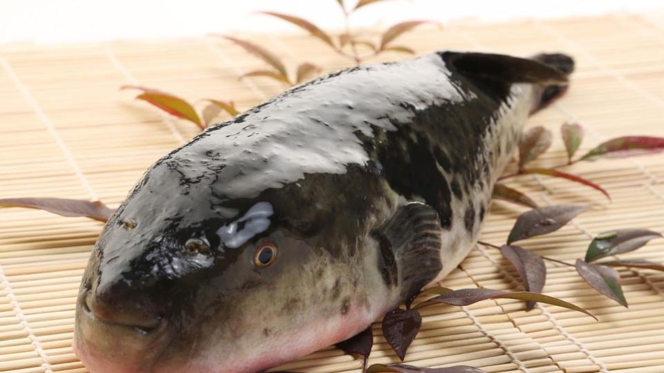 A fugu fish on a bamboo board