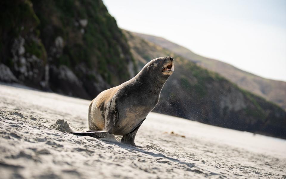 Sea Lion Dunedin, New Zealand