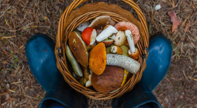 Cette erreur à ne plus faire en nettoyant ses champignons 