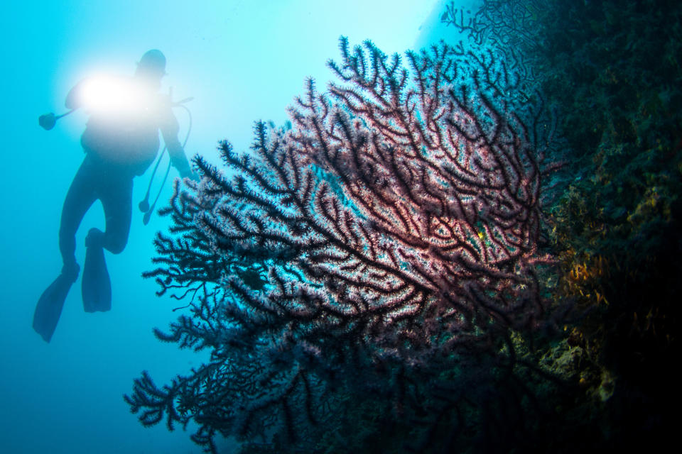 A diver is submerged in the ocean