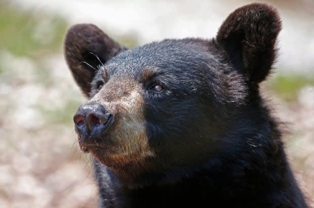 A woman from Whistler, B.C. was convicted and sentenced for feeding black bears in her neighbourhood during the summer of 2018. (Robert F. Bukaty/The Associated Press - image credit)