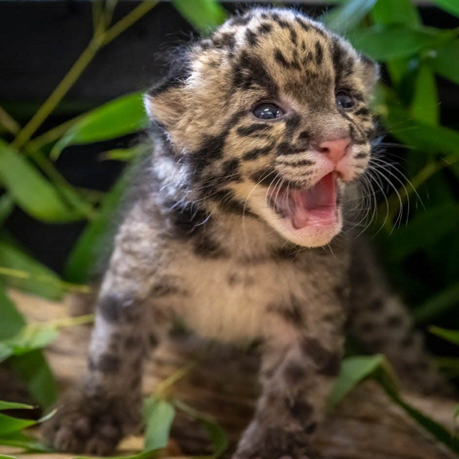 Clouded Leopard