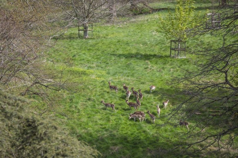 Deer have returned to Dyrham Park